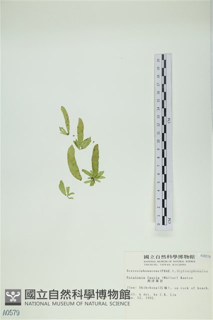西洋葉苔藏品圖，第3張