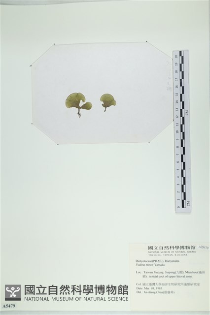 小團扇藻藏品圖，第3張