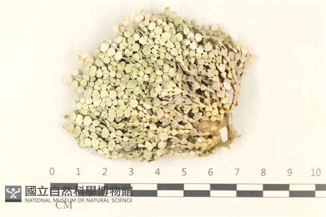盤狀仙掌藻藏品圖，第1張