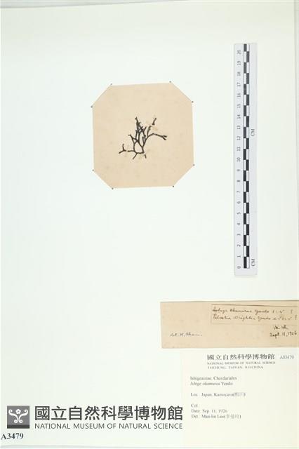 石牙藻, 石牙菜, 鐵釘菜藏品圖，第3張
