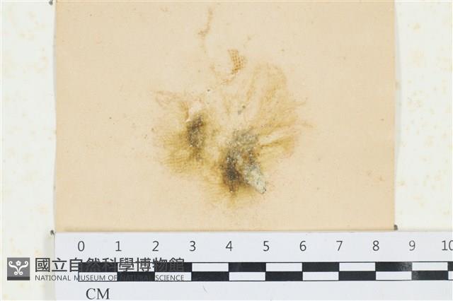 棲狀褐茸藻藏品圖，第1張