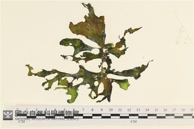 石蓴藏品圖，第1張