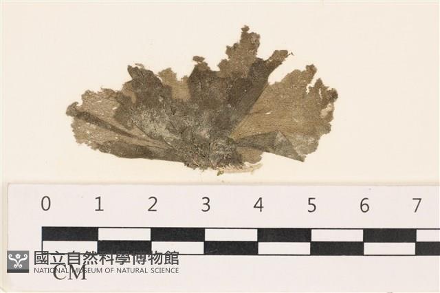 登錄號:A00002879藏品圖，第1張