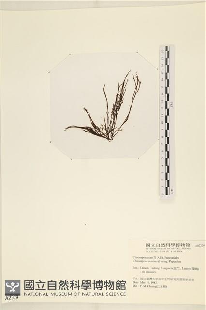 小毛孢藻, 小鹿角苔藏品圖，第3張