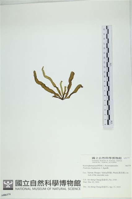 葉苔, 小海帶藏品圖，第3張