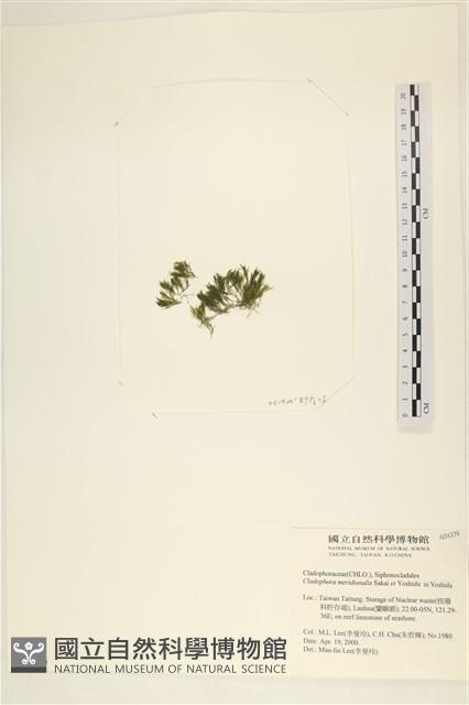 伸展剛毛藻藏品圖，第3張