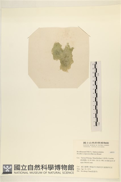 布氏藻藏品圖，第3張