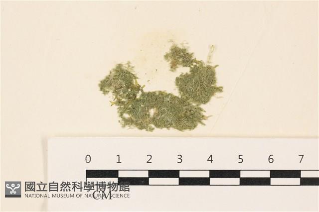 布氏藻藏品圖，第1張