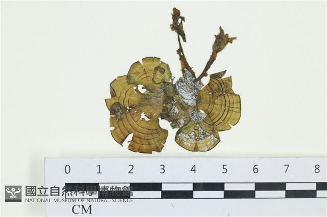 南方團扇藻藏品圖，第1張