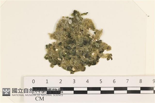 法囊藻藏品圖，第1張