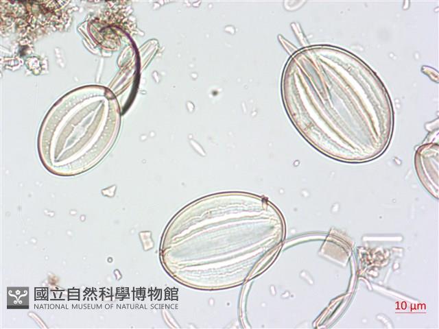 登錄號:A00004519藏品圖，第3張