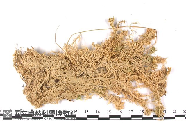細葉泥炭蘚藏品圖，第3張
