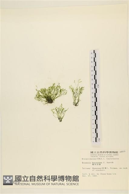 偏列羽藻藏品圖，第3張