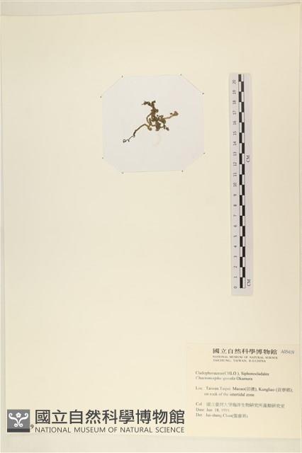 線形硬毛藻, 卷絲綠苔藏品圖，第3張