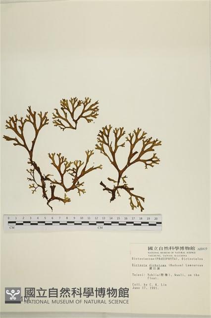 網目藻藏品圖，第1張