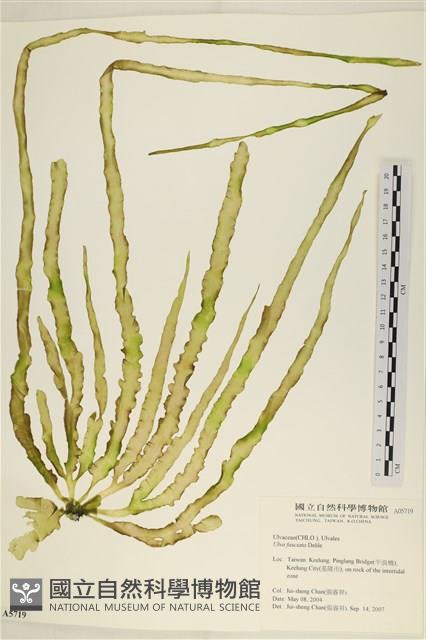 長片石蓴, 裂片石蓴藏品圖，第1張