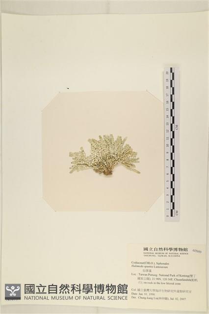 仙掌藻, 海仙人掌藏品圖，第3張