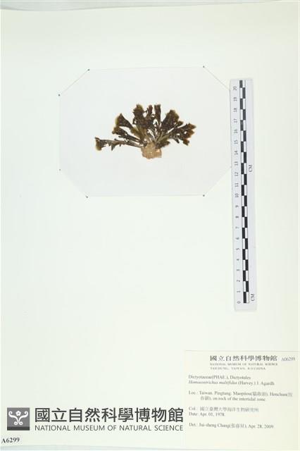 多扇藻藏品圖，第3張