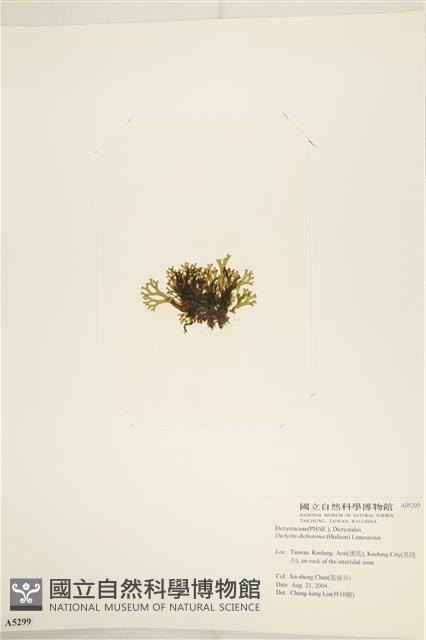 網目藻藏品圖，第3張