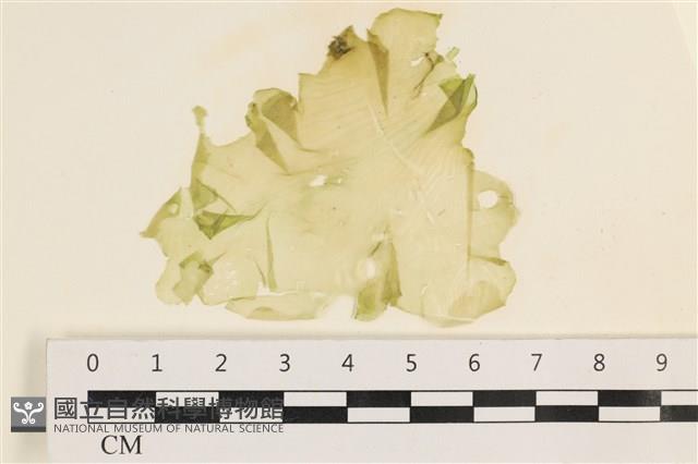 登錄號:A00003099藏品圖，第1張