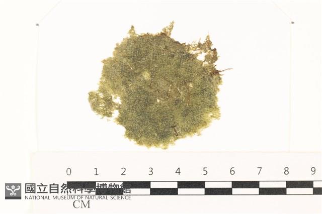 布氏藻藏品圖，第1張