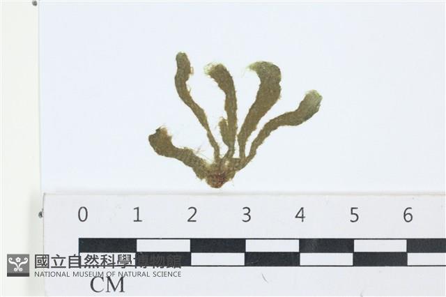 登錄號:A00006199藏品圖，第1張