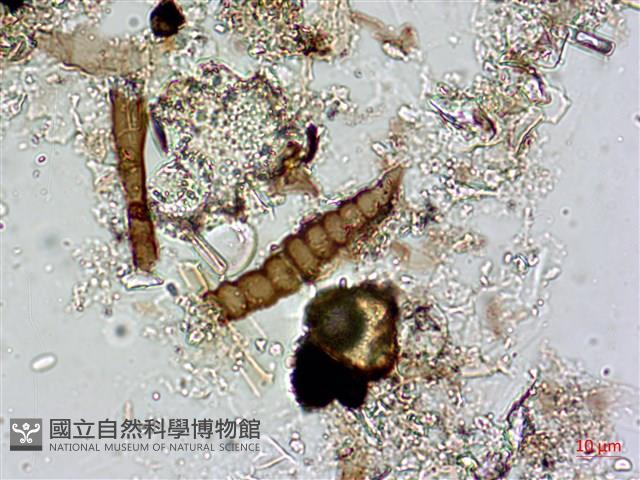 登錄號:A00004599藏品圖，第3張