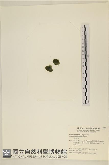 登錄號:A00005599藏品圖，第3張