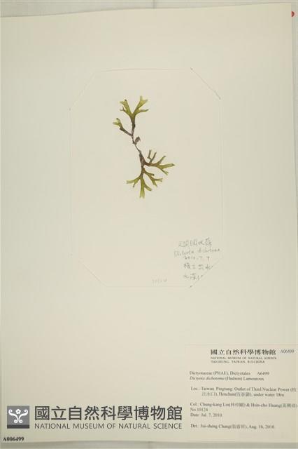 網目藻藏品圖，第3張