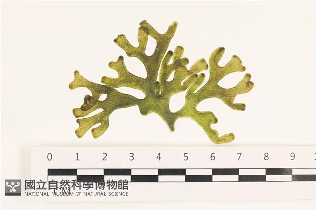 登錄號:A00007999藏品圖，第1張