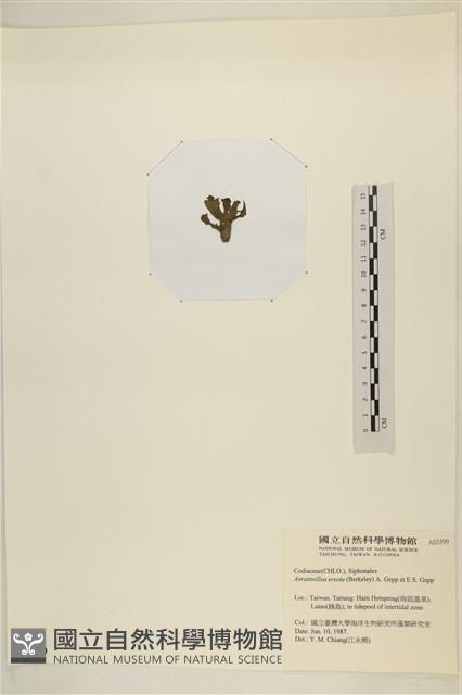 登錄號:A00003399藏品圖，第3張