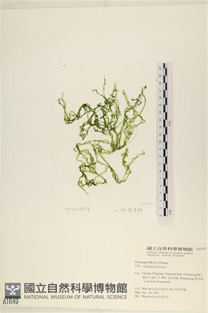 網石蓴藏品圖，第1張