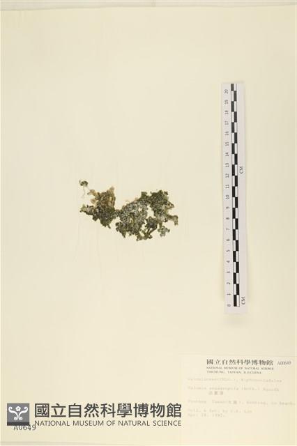 法囊藻藏品圖，第3張