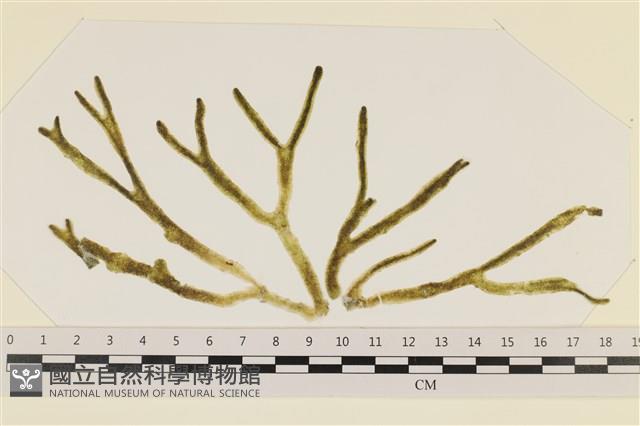 登錄號:A00005049藏品圖，第1張