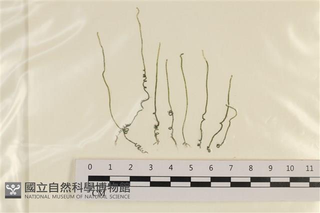 粗硬毛藻, 綠苔藏品圖，第1張