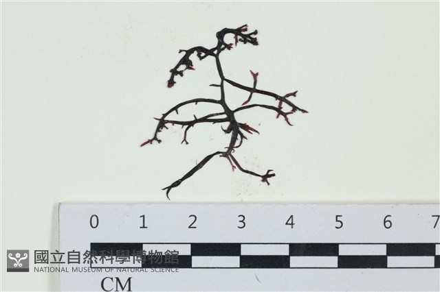 石牙藻, 石牙菜, 鐵釘菜藏品圖，第1張