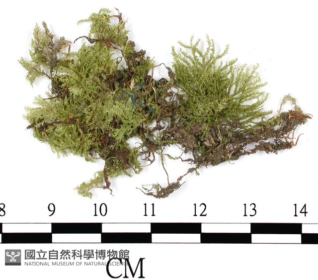 南亞孔雀蘚藏品圖，第3張