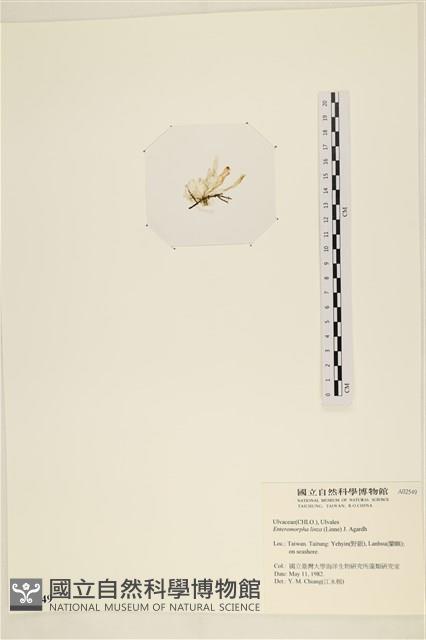 石髮藏品圖，第3張