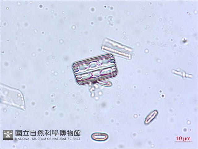 登錄號:A00004549藏品圖，第3張