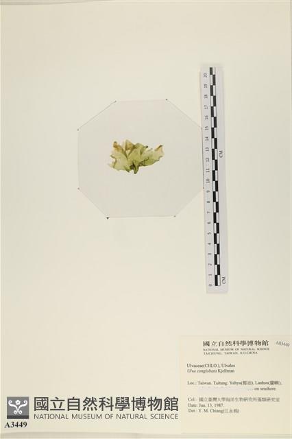 茶花石蓴, 牡丹菜藏品圖，第3張