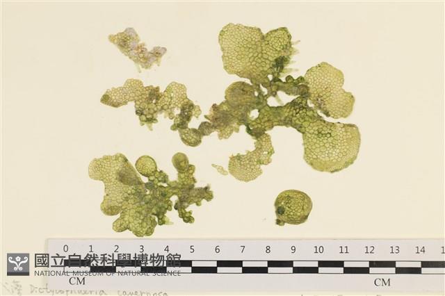 網球藻藏品圖，第1張