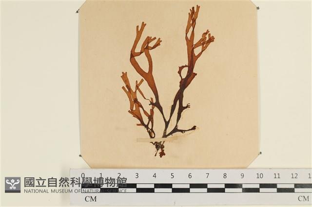 登錄號:A00003849藏品圖，第1張