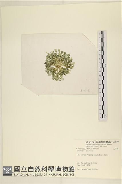 盤狀仙掌藻藏品圖，第3張