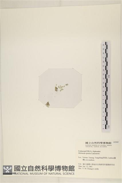 仙掌藻, 海仙人掌藏品圖，第3張