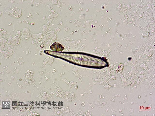 登錄號:A00004669藏品圖，第3張