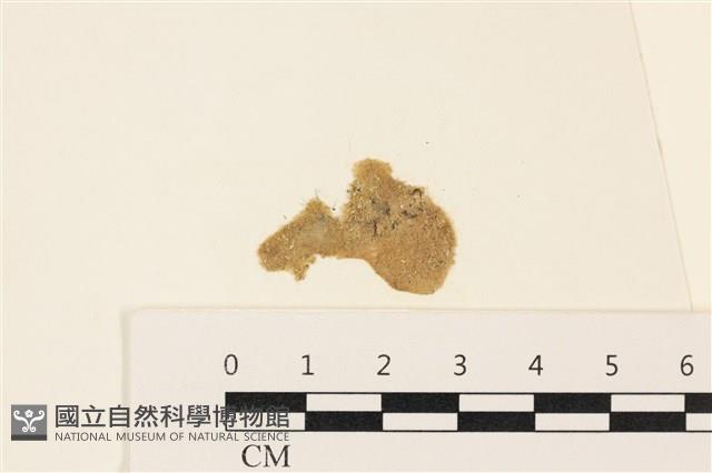 布氏藻藏品圖，第1張