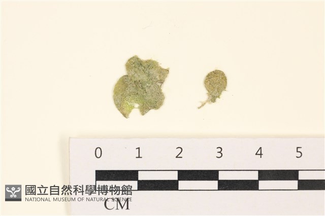 網球藻藏品圖，第1張