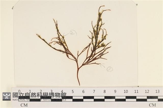 小毛孢藻, 小鹿角苔藏品圖，第1張