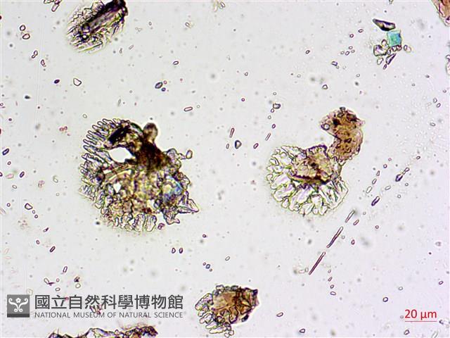 登錄號:A00004569藏品圖，第3張