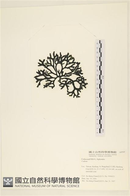 登錄號:A00005569藏品圖，第3張